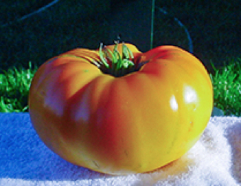 kelloggs breakfast heirloom tomato